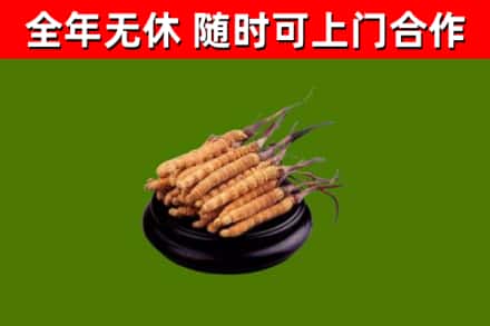 新丰回收散虫草